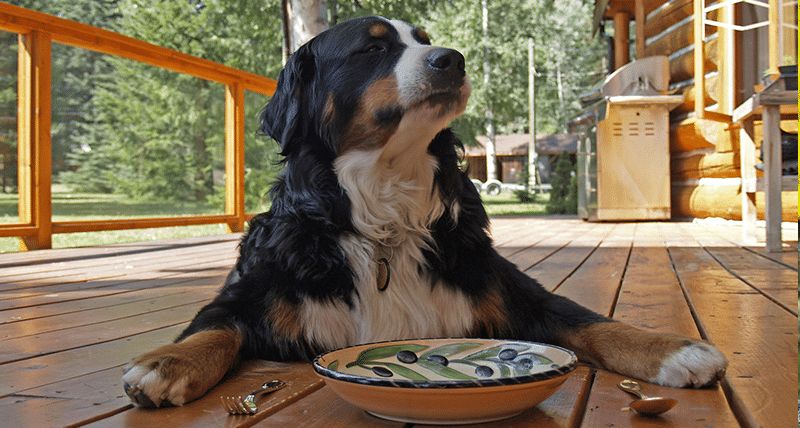 Dog Friendly Vacation Rentals