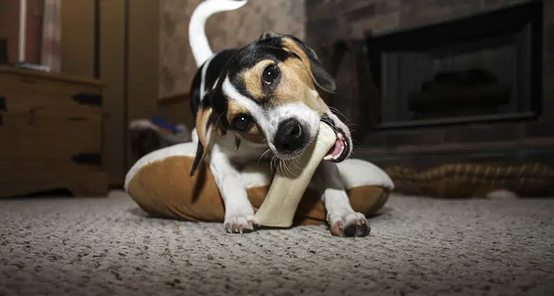 Pet-Friendly Vacation Rentals Pet-Friendly Vacation Rentals