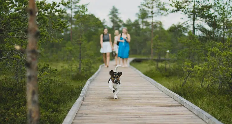 Pet-Friendly Short-Term Vacation Rental Pet-Friendly Short-Term Vacation Rental